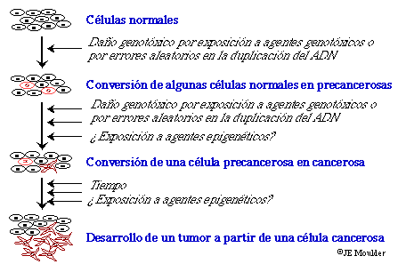EL modelo de carcinogénesis de múltiples etapas